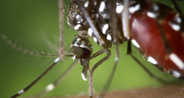 В Австрии прижились переносчики лихорадки денге и вируса Зика