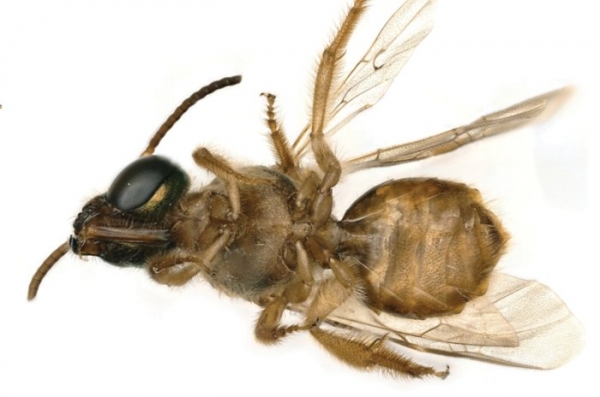 Наполовину самец, наполовину самка: удивительное открытие в мире пчел