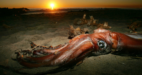 Расшифрован геном гигантского кальмара: новые загадки