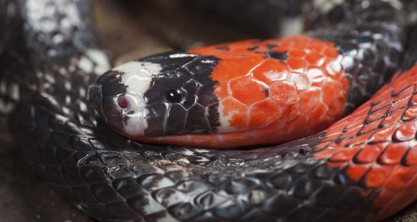 В желудке змеи нашли рептилию неизвестного вида