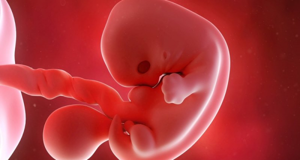 В мускулатуре человеческого эмбриона найдено наследие палеозоя