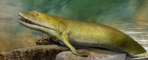 Ученые нашли пальцы у рыбы возрастом 380 миллионов лет