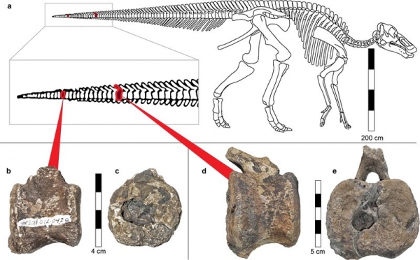 Редкий вид человеческого рака нашли на хвосте динозавра