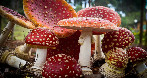 Прояснено воздействие грибов на климат