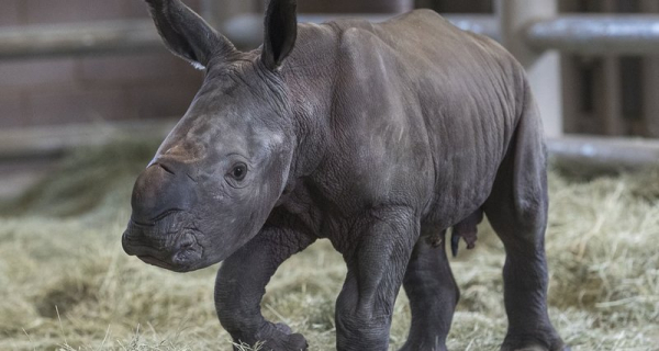 Биологи сделали важный шаг к спасению почти вымершего носорога