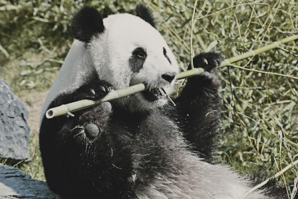 
Почему из «Красной книги» Китая исчезли гигантские панды?

