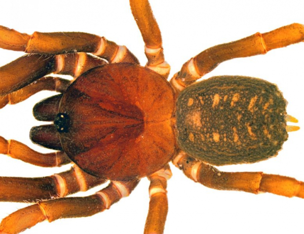 Ранее неизвестных пауков назвали в честь штурмовиков из «Звездных войн»