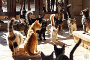 На Кипре начинают кормить котов в специально оборудованных местах