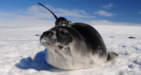 Тюлени «сработались» с учеными и обнаружили скрытые океанские течения