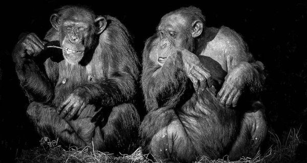 Шимпанзе подсказали историю развития человеческой речи