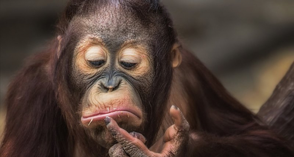 Орангутаны оказались способны планировать прибыльные действия