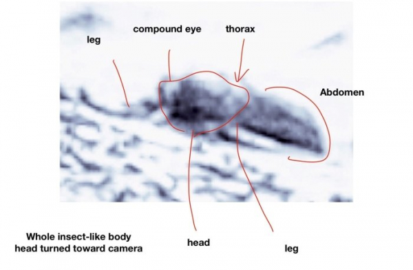 Ученый разглядел на фотографиях марсохода огромных жуков