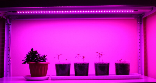 Улучшенная стеклокерамика поможет ускорить рост растений