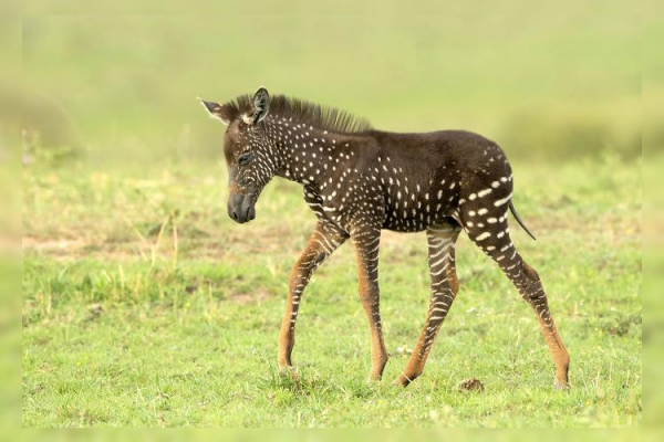 
Необычная зебра «в горошек» родилась в Кении
