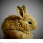 История происхождения одомашненных кроликов может быть неправильной