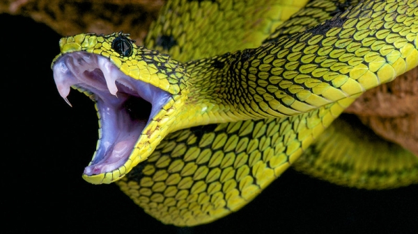 Найден возможный антидот к нескольким змеиным ядам сразу
