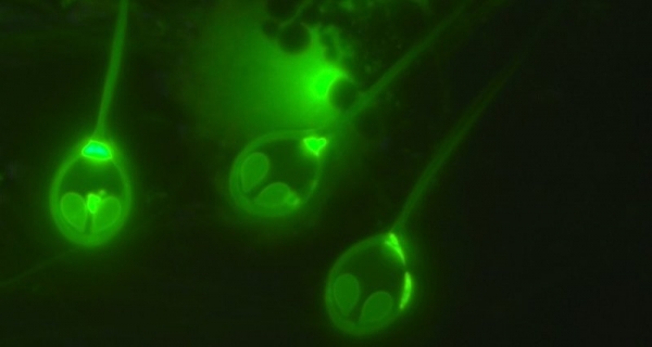 Открыто первое многоклеточное, которому не нужен кислород: загадка природы