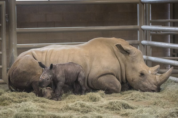 Биологи сделали важный шаг к спасению почти вымершего носорога