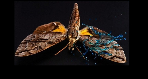 Удивительное строение крыльев бабочек спасает их от дождя