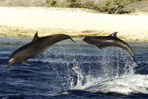 Впервые замечено, как дельфин растит детеныша другого вида