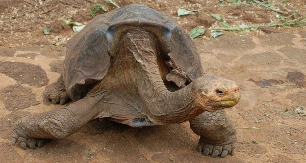 В дикую природу вернется спасший свой вид самец черепахи