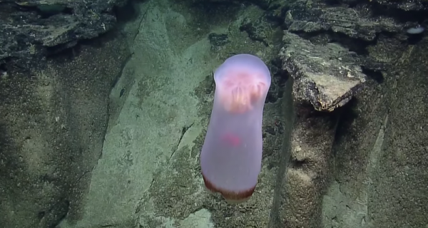 На видео засняли загадочное глубоководное существо
