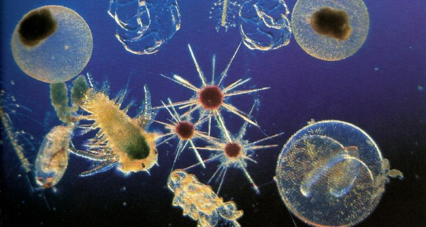 Восстановление планктона после гибели динозавров заняло 13 миллионов лет