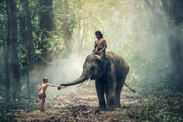 
Рядом с известной азиатской достопримечательностью запрещают кататься на слонах
