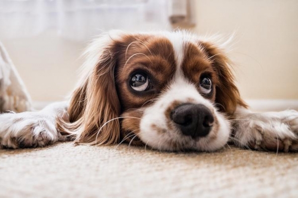 
Можно ли доверять собакам, которые определяют наличие коронавируса у людей?

