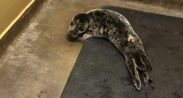 Англичанка нашла в своем саду трехнедельного тюлененка