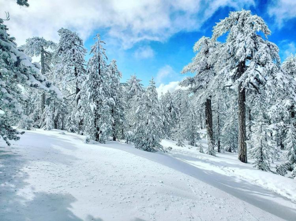 
В Японии горнолыжные курорты закрываются, зато на Кипре со снегом все в порядке
