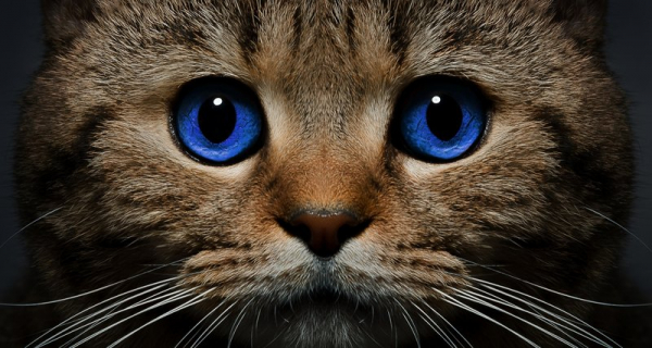 Только 13% людей могут понять мимику кошек