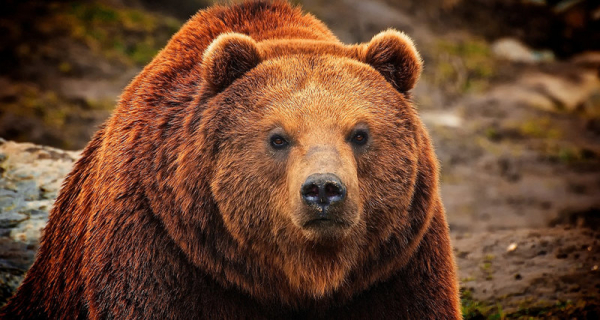 Канадский медведь убил французского композитора
