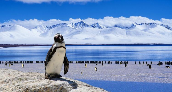 
 Сколько стоит организовать эксклюзивную свадьбу в Антарктиде?
