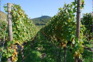 Баден-Баден отбирает славу у винодельческих регионов Франции и Италии