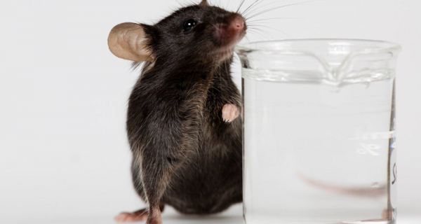 Мозг мыши смог прожить месяц вне черепа