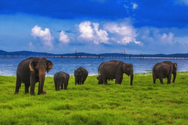 
Туризм не Шри-Ланке уже никогда не будет прежним. Он станет гораздо лучше!
