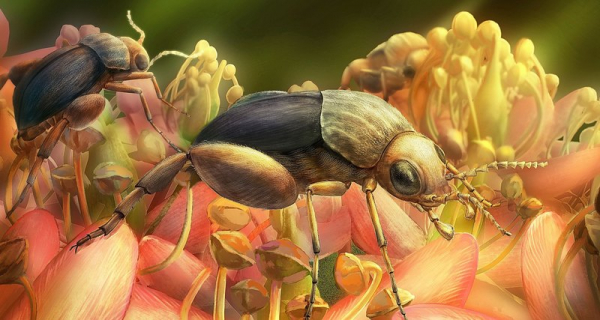 В янтаре найдено самое древнее насекомое-опылитель