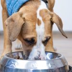 Сырье для собак содержит лекарственно устойчивые бактерии