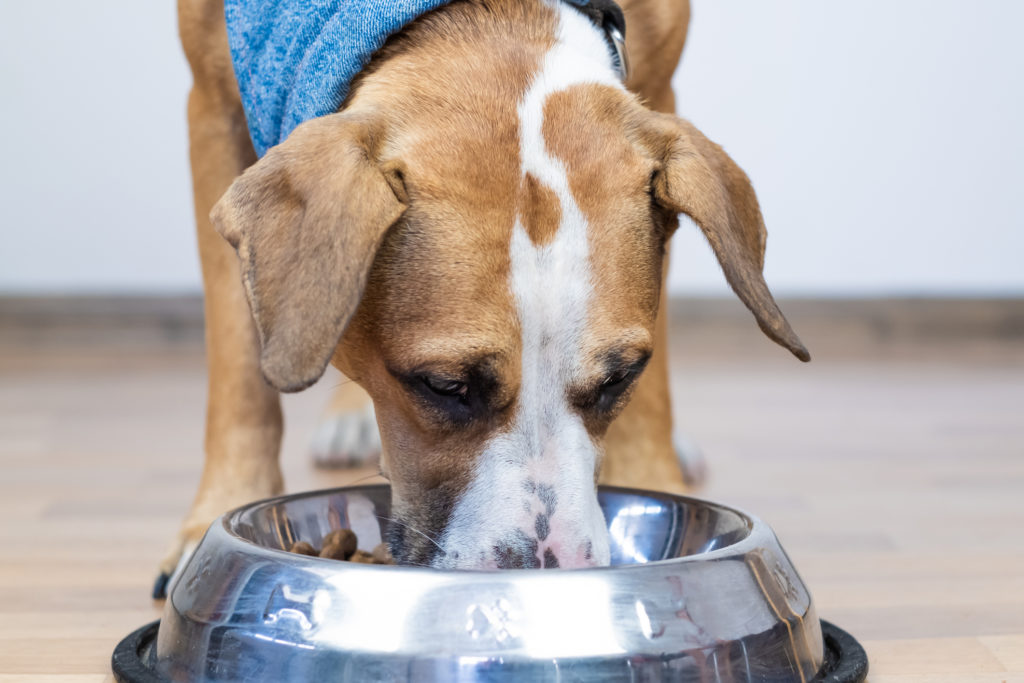 Сырье для собак содержит лекарственно устойчивые бактерии