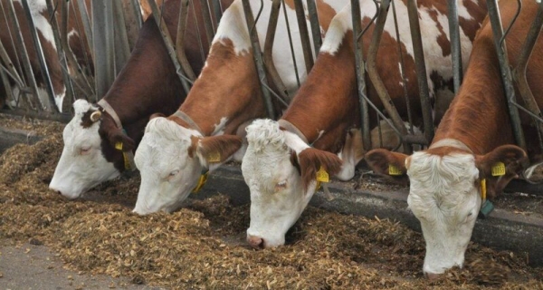 Как «сырный ген» коров влияет на качество молока: новое исследование
