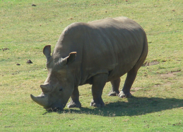 Получен еще один жизнеспособный эмбрион северного белого носорога