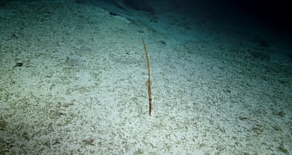 Глубоководного кальмара с необычным хвостом сняли на видео