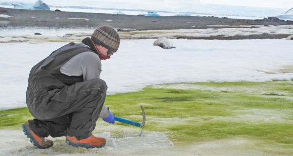 Антарктика начала зеленеть из-за повышения температур
