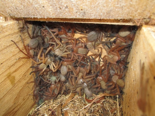 Найдено огромное гнездо пауков-охотников: кошмар из Австралии