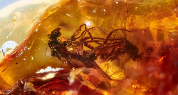 В древнем янтаре обнаружены спаривающиеся мухи: палеопорно