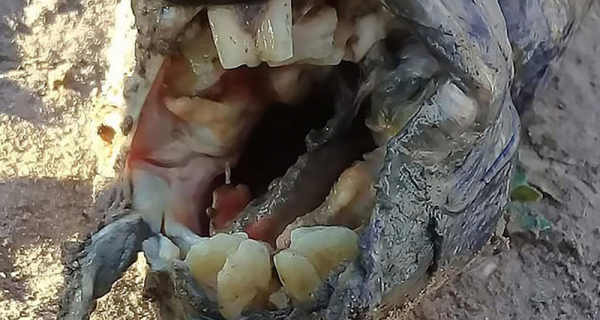 В Аргентине найдена рыба с человеческими зубами
