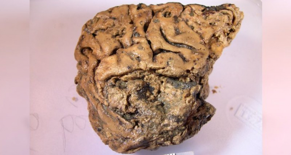 Загадочный мозг сохранился, пролежав в земле тысячи лет