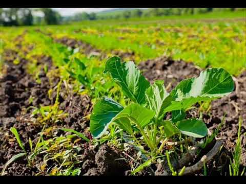Экология земледелия - борьба с вредителями