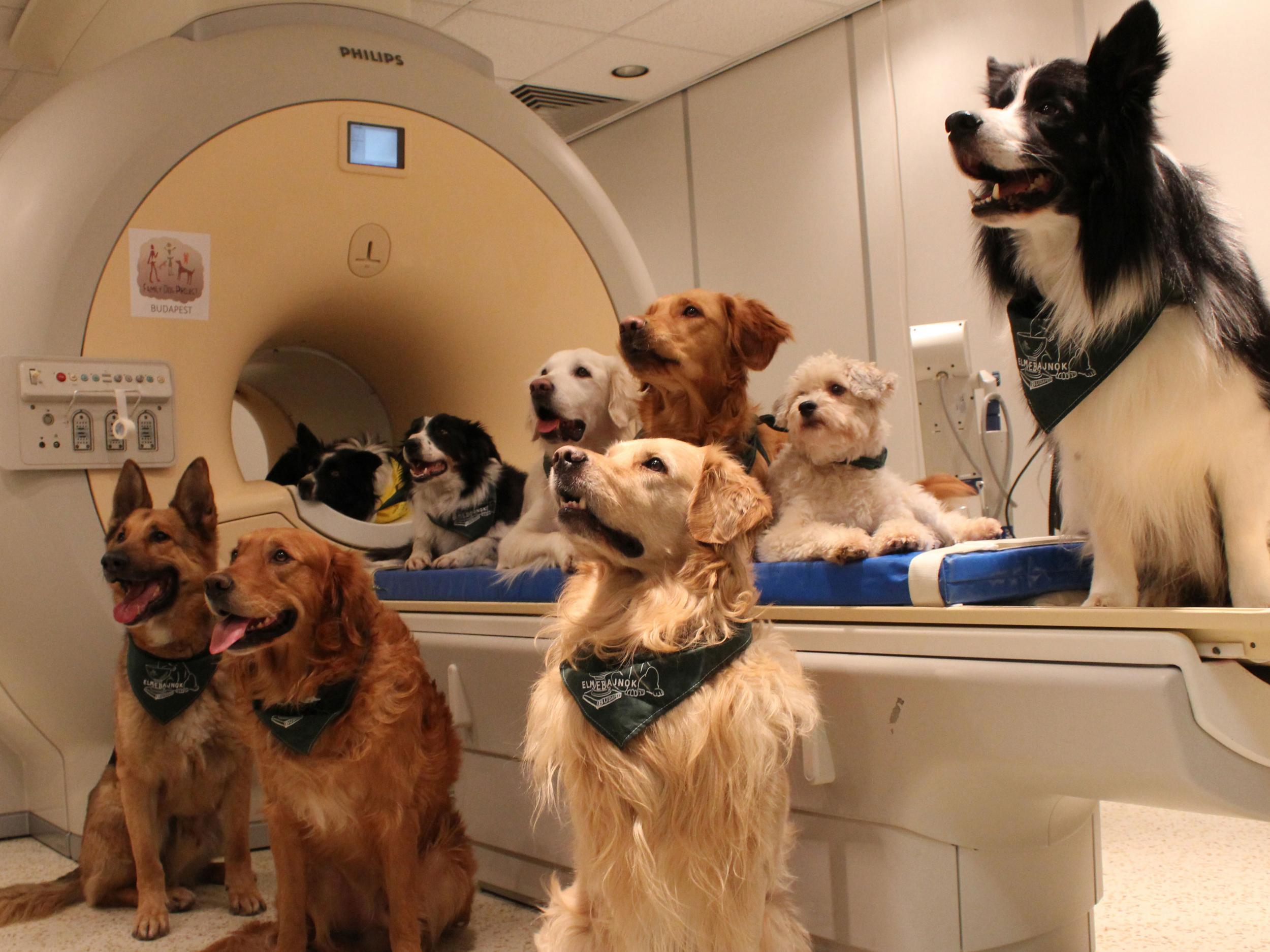 Исследование мозга показывают - как собаки обрабатывают слова?